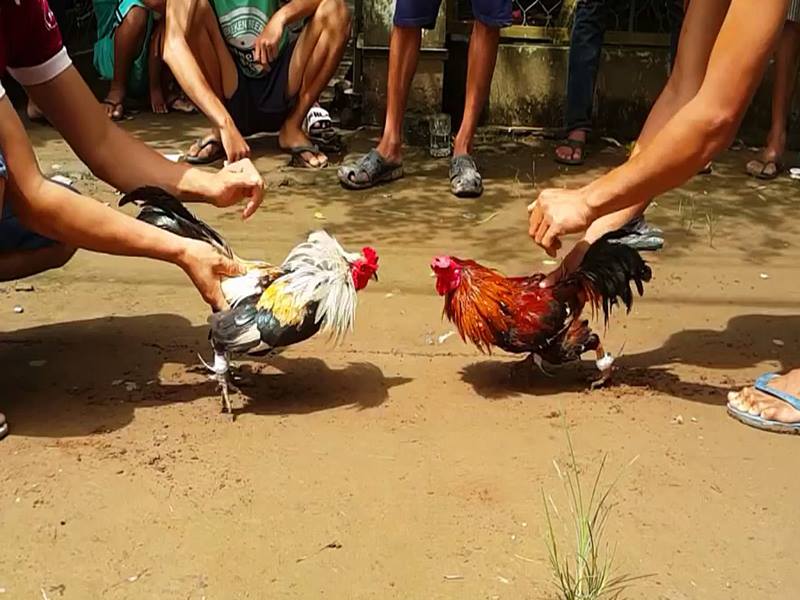 Đá gà phát lại 1