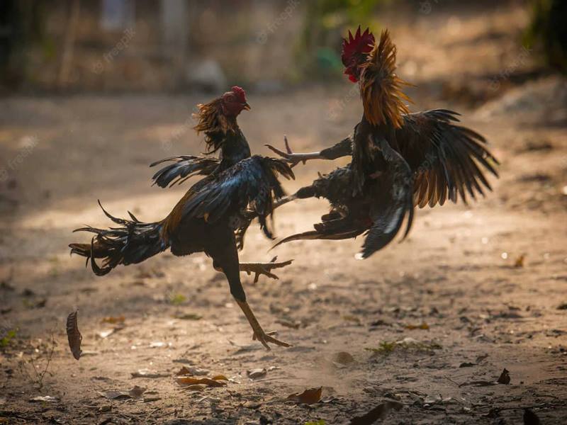 Đá gà thomo 67 - nơi diễn ra các trận đấu chọi gà kinh điển 6 Đá gà thomo 67 6