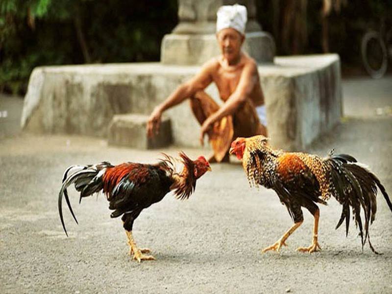 Đá gà blv 7