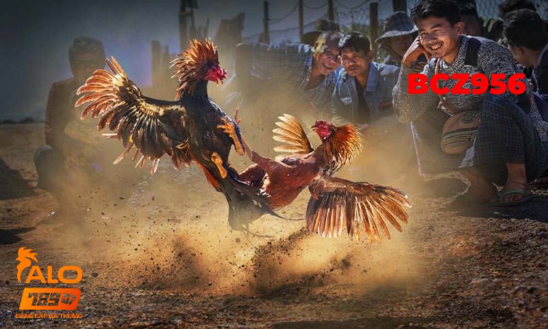 Đá gà thomo 67 5