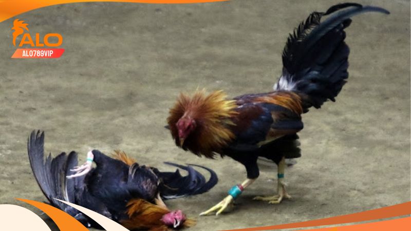 Thomo hôm nay: thuật ngữ và bí kíp chơi đá gà thomo chuẩn 5 Quy định chung về luật đá gà thomo hôm nay
